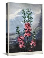 Thornton: Kalmia-Caldwall-Stretched Canvas