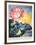 Thornton: Lotus Flower-Thomas Burke-Framed Giclee Print