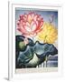 Thornton: Lotus Flower-Thomas Burke-Framed Giclee Print