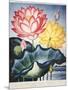 Thornton: Lotus Flower-Thomas Burke-Mounted Giclee Print