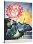 Thornton: Lotus Flower-Thomas Burke-Stretched Canvas