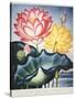 Thornton: Lotus Flower-Thomas Burke-Stretched Canvas