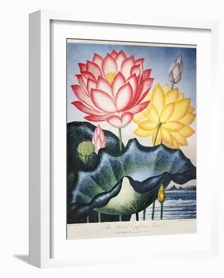 Thornton: Lotus Flower-Thomas Burke-Framed Giclee Print