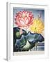 Thornton: Lotus Flower-Thomas Burke-Framed Giclee Print