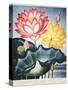 Thornton: Lotus Flower-Thomas Burke-Stretched Canvas