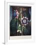 Thornton: Passion-Flower-James, The Elder Hopwood-Framed Giclee Print