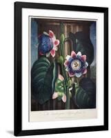 Thornton: Passion-Flower-James, The Elder Hopwood-Framed Giclee Print