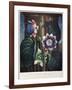 Thornton: Passion-Flower-James, The Elder Hopwood-Framed Giclee Print