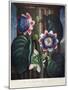 Thornton: Passion-Flower-James, The Elder Hopwood-Mounted Giclee Print