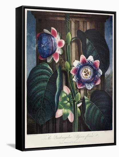 Thornton: Passion-Flower-James, The Elder Hopwood-Framed Stretched Canvas