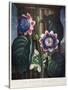 Thornton: Passion-Flower-James, The Elder Hopwood-Stretched Canvas