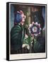 Thornton: Passion-Flower-James, The Elder Hopwood-Framed Stretched Canvas