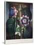 Thornton: Passion-Flower-James, The Elder Hopwood-Stretched Canvas