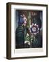 Thornton: Passion-Flower-James, The Elder Hopwood-Framed Giclee Print