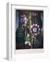 Thornton: Passion-Flower-James, The Elder Hopwood-Framed Giclee Print