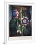 Thornton: Passion-Flower-James, The Elder Hopwood-Framed Giclee Print