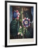Thornton: Passion-Flower-James, The Elder Hopwood-Framed Giclee Print