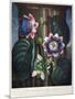 Thornton: Passion-Flower-James, The Elder Hopwood-Mounted Giclee Print