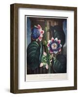 Thornton: Passion-Flower-James, The Elder Hopwood-Framed Giclee Print