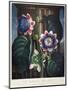 Thornton: Passion-Flower-James, The Elder Hopwood-Mounted Giclee Print