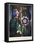 Thornton: Passion-Flower-James, The Elder Hopwood-Framed Stretched Canvas