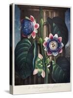 Thornton: Passion-Flower-James, The Elder Hopwood-Stretched Canvas