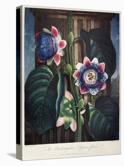 Thornton: Passion-Flower-James, The Elder Hopwood-Stretched Canvas