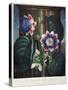 Thornton: Passion-Flower-James, The Elder Hopwood-Stretched Canvas