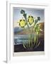 Thornton: Pitcher Plant-Richard Cooper the Younger-Framed Giclee Print