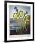 Thornton: Pitcher Plant-Richard Cooper the Younger-Framed Giclee Print