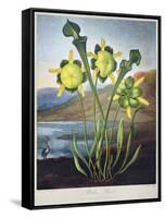 Thornton: Pitcher Plant-Richard Cooper the Younger-Framed Stretched Canvas