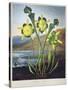 Thornton: Pitcher Plant-Richard Cooper the Younger-Stretched Canvas