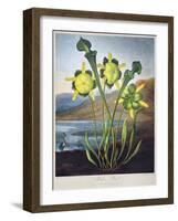 Thornton: Pitcher Plant-Richard Cooper the Younger-Framed Giclee Print