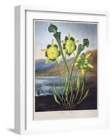 Thornton: Pitcher Plant-Richard Cooper the Younger-Framed Giclee Print