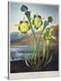 Thornton: Pitcher Plant-Richard Cooper the Younger-Stretched Canvas