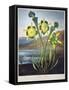 Thornton: Pitcher Plant-Richard Cooper the Younger-Framed Stretched Canvas