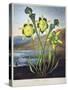 Thornton: Pitcher Plant-Richard Cooper the Younger-Stretched Canvas