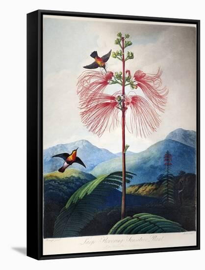 Thornton: Sensitive Plant-Joseph Constantine Stadler-Framed Stretched Canvas