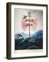 Thornton: Sensitive Plant-Joseph Constantine Stadler-Framed Giclee Print