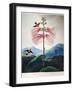 Thornton: Sensitive Plant-Joseph Constantine Stadler-Framed Giclee Print