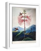 Thornton: Sensitive Plant-Joseph Constantine Stadler-Framed Giclee Print