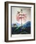 Thornton: Sensitive Plant-Joseph Constantine Stadler-Framed Giclee Print