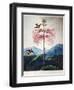 Thornton: Sensitive Plant-Joseph Constantine Stadler-Framed Giclee Print