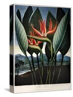 Thornton: Strelitzia-Richard Cooper the Younger-Stretched Canvas