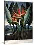 Thornton: Strelitzia-Richard Cooper the Younger-Stretched Canvas