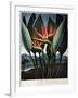 Thornton: Strelitzia-Richard Cooper the Younger-Framed Giclee Print