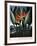 Thornton: Strelitzia-Richard Cooper the Younger-Framed Giclee Print