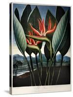 Thornton: Strelitzia-Richard Cooper the Younger-Stretched Canvas