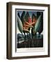 Thornton: Strelitzia-Richard Cooper the Younger-Framed Giclee Print