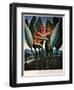 Thornton: Strelitzia-Richard Cooper the Younger-Framed Giclee Print